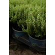 Kép 2/4 - Thymus vulgaris 'Fredo' – Kakukkfű