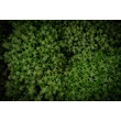 Kép 3/4 - Thymus vulgaris 'Fredo' – Kakukkfű
