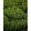 Kép 4/4 - Thymus vulgaris 'Fredo' – Kakukkfű