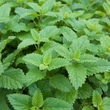 Kép 1/2 - Melissa officinalis - Citromfű