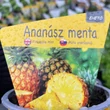 Kép 1/2 - Ananász menta
