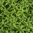 Kép 1/2 - Artemisia dracunculus - Tárkony