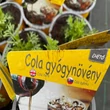 Kép 1/2 - Cola gyógynövény (különlegesség)
