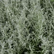 Kép 1/6 - Helichrysum italicum – Olasz szalmagyopár (curryfű)