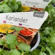 Kép 2/3 - Coriandrum – Koriander