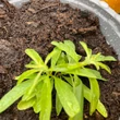 Kép 2/2 - Lippia polystachya (syn.: Aloysia polystachya) - Argentin citromkóró, rágógumi bokor