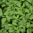 Kép 1/3 - Stevia – Édeslevél