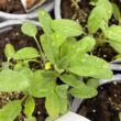 Kép 3/3 - Salvia officinalis - Orvosi zsálya