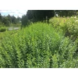 Kép 1/2 - Ligustrum ovalifolium - Télizöld fagyal