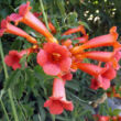 Campsis tagliabuana 'Madame Galen' - Trombitafolyondár (sötétnarancs, óriás virág)