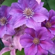 Kép 2/4 - Clematis 'Ashva' - Iszalag (ibolyalila virágú, sötét rózsaszín csíkkal)
