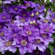 Kép 3/4 - Clematis 'Ashva' - Iszalag (ibolyalila virágú, sötét rózsaszín csíkkal)