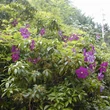 Kép 4/4 - Clematis 'Ashva' - Iszalag (ibolyalila virágú, sötét rózsaszín csíkkal)