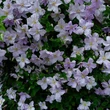 Kép 2/2 - Clematis 'Blekitny Aniol' - Iszalag (halvány liláskék virágú)