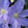 Kép 2/3 - Clematis 'Dominika' - Iszalag (levendulakék, világos csíkkal)