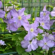 Kép 3/3 - Clematis 'Dominika' - Iszalag (levendulakék, világos csíkkal)