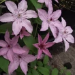 Kép 2/2 - Clematis 'Hagley Hybrid' - Iszalag (világos rózsaszín)