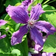 Kép 2/3 - Clematis 'Marcelina' - Iszalag (lila virágú, sötétlila csíkkal)