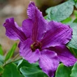 Kép 3/3 - Clematis 'Marcelina' - Iszalag (lila virágú, sötétlila csíkkal)