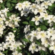 Kép 3/4 - Clematis 'Roko-Kolla' - Iszalag (nagy, fehér virágú, krémsárga csíkkal)