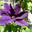 Kép 1/7 - Clematis 'Wildfire' - Iszalag (sötétlila virágú, bíbor csíkokkal)