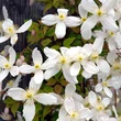 Kép 2/3 - Clematis montana 'Alba' - Iszalag (fehér)