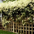 Kép 3/3 - Clematis montana 'Alba' - Iszalag (fehér)