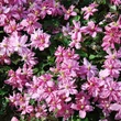 Kép 2/3 - Clematis montana 'Broughton Star' - Iszalag (dupla rózsaszín)
