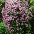 Kép 3/3 - Clematis montana 'Broughton Star' - Iszalag (dupla rózsaszín)