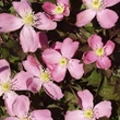 Kép 2/3 - Clematis montana 'Tetrarose' - Iszalag (rózsaszín, illatos)