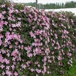Kép 3/3 - Clematis montana 'Tetrarose' - Iszalag (rózsaszín, illatos)
