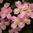 Kép 1/3 - Clematis montana 'Tetrarose' - Iszalag (rózsaszín, illatos)