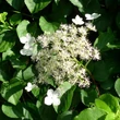 Kép 1/2 - Hydrangea anomala subsp. petiolaris (syn.: Hydrangea petiolaris) – Kúszó hortenzia