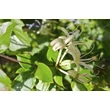 Kép 4/4 - Lonicera japonica 'Purpurea' - Japán futólonc (fehér)
