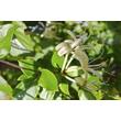 Kép 4/4 - Lonicera japonica 'Purpurea' - Japán futólonc (fehér)