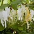 Kép 1/5 - Lonicera japonica 'Halliana' - Japán futólonc