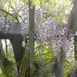 Kép 1/4 - Wisteria floribunda 'Domino' (syn.: 'Issai') - Lilaakác (halványlila virágú)