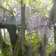 Kép 1/4 - Wisteria floribunda 'Domino (syn. Issai)' - Lilaakác (halványlila virágú)