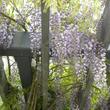 Kép 1/4 - Wisteria floribunda 'Domino (syn. Issai)' - Lilaakác (halványlila virágú)