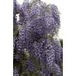 Kép 3/4 - Wisteria floribunda 'Domino' (syn.: 'Issai') - Lilaakác (halványlila virágú)