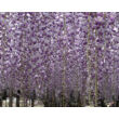 Kép 4/4 - Wisteria floribunda 'Domino (syn. Issai)' - Lilaakác (halványlila virágú)