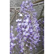 Kép 3/4 - Wisteria floribunda 'Russelliana' - Lilaakác (sötétlila virágú, krémfehér folttal)
