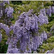 Kép 2/4 - Wisteria floribunda 'Russelliana' - Lilaakác (sötétlila virágú, krémfehér folttal)