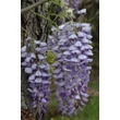 Kép 4/4 - Wisteria floribunda 'Russelliana' - Lilaakác (sötétlila virágú, krémfehér folttal)