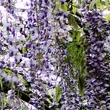 Kép 3/4 - Wisteria floribunda 'Tiverton' - Lilaakác (kékeslila)
