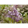 Kép 4/4 - Wisteria floribunda 'Tiverton' - Lilaakác (kékeslila)