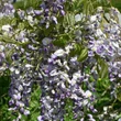 Kép 1/4 - Wisteria floribunda 'Russelliana' - Lilaakác (sötétlila virágú, krémfehér folttal)