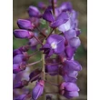 Kép 2/4 - Wisteria sinensis 'Ametisth' - Lilaakác (sötétbíbor)