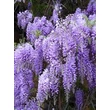 Kép 3/4 - Wisteria sinensis 'Ametisth' - Lilaakác (sötétbíbor)