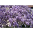 Kép 4/4 - Wisteria sinensis 'Ametisth' - Lilaakác (sötétbíbor)